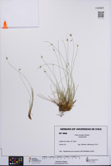 Carex pungens [Espécimen: UCH:EIF:0016926]