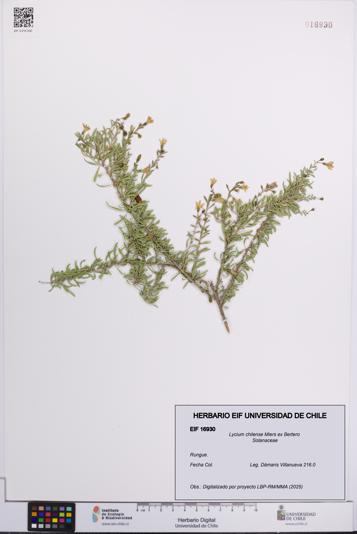Lycium chilense [Espécimen: UCH:EIF:0016930]
