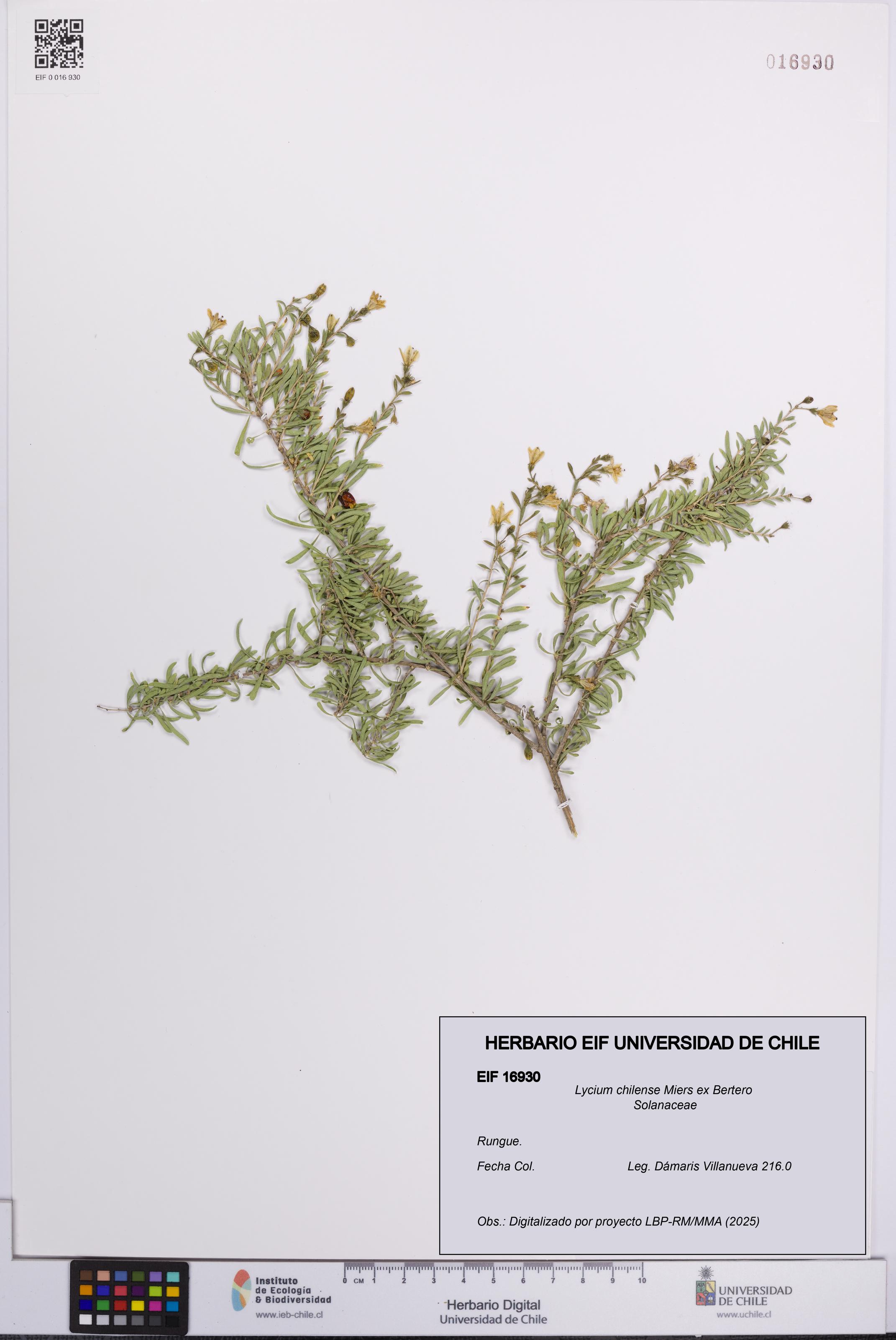 Lycium chilense [Espécimen: UCH:EIF:0016930]