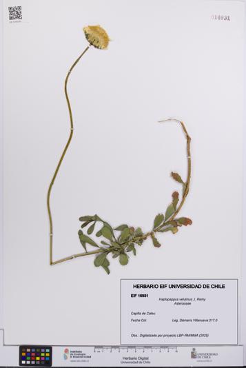 Haplopappus velutinus [Espécimen: UCH:EIF:0016931]