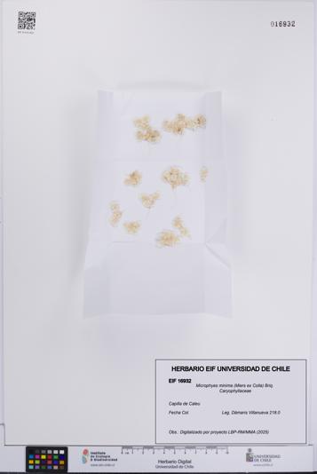 Microphyes minima [Espécimen: UCH:EIF:0016932]