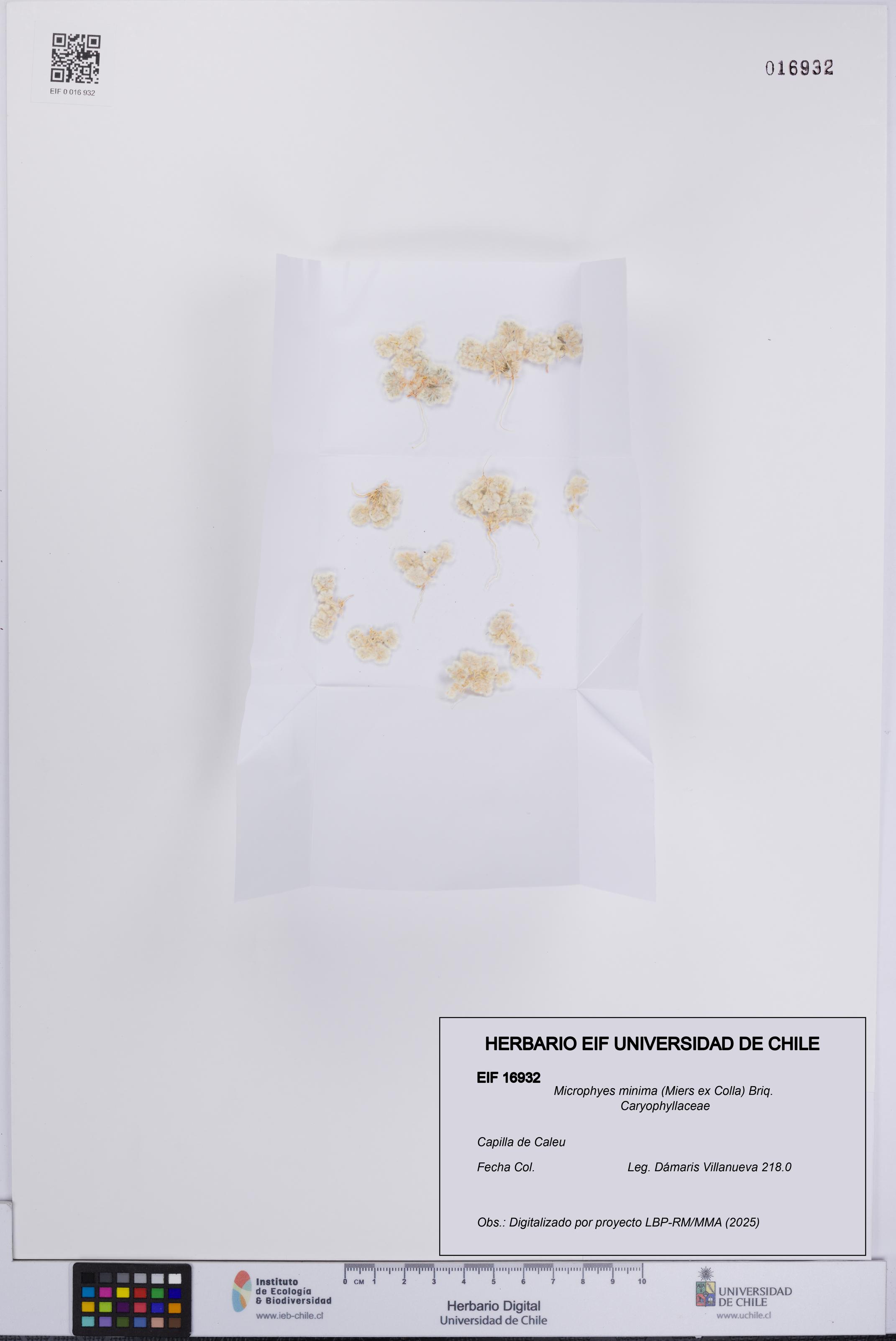 Microphyes minima [Espécimen: UCH:EIF:0016932]