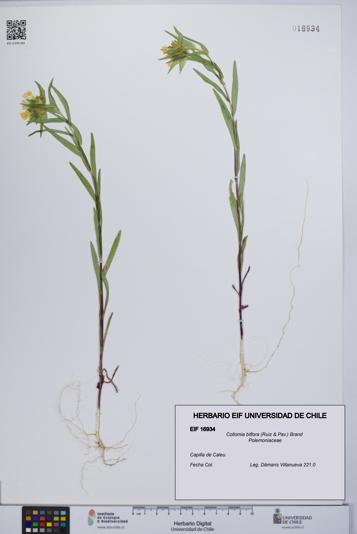 Collomia biflora [Espécimen: UCH:EIF:0016934]