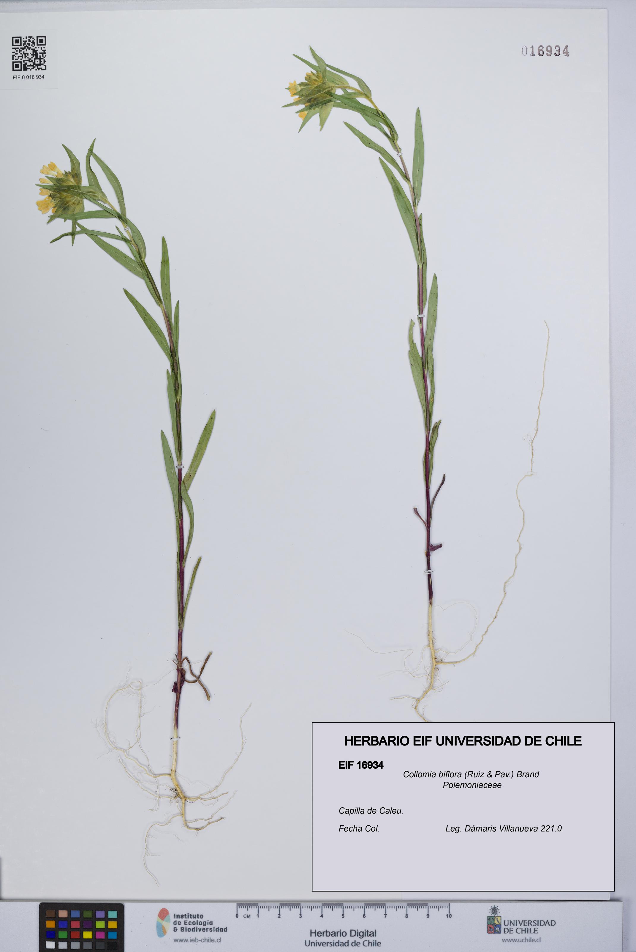 Collomia biflora [Espécimen: UCH:EIF:0016934]