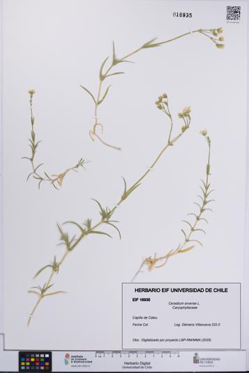 Cerastium arvense [Espécimen: UCH:EIF:0016935]