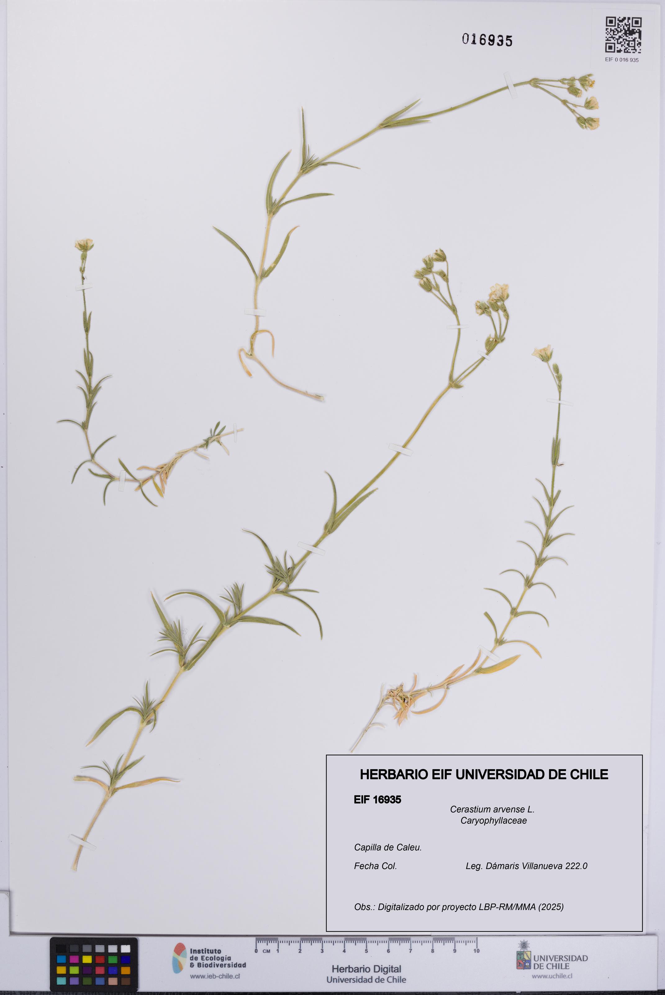 Cerastium arvense [Espécimen: UCH:EIF:0016935]