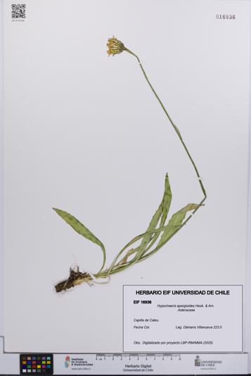 Hypochaeris apargioides [Espécimen: UCH:EIF:0016936]
