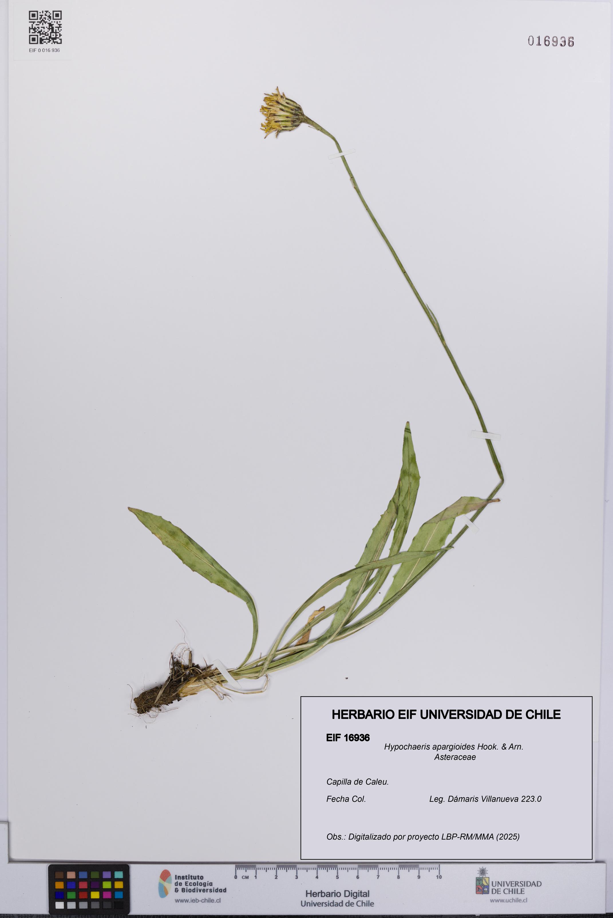 Hypochaeris apargioides [Espécimen: UCH:EIF:0016936]