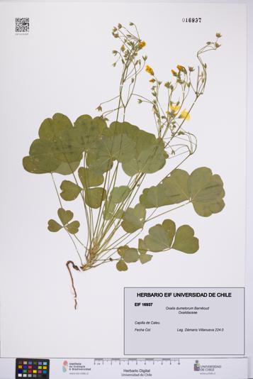 Oxalis dumetorum [Espécimen: UCH:EIF:0016937]