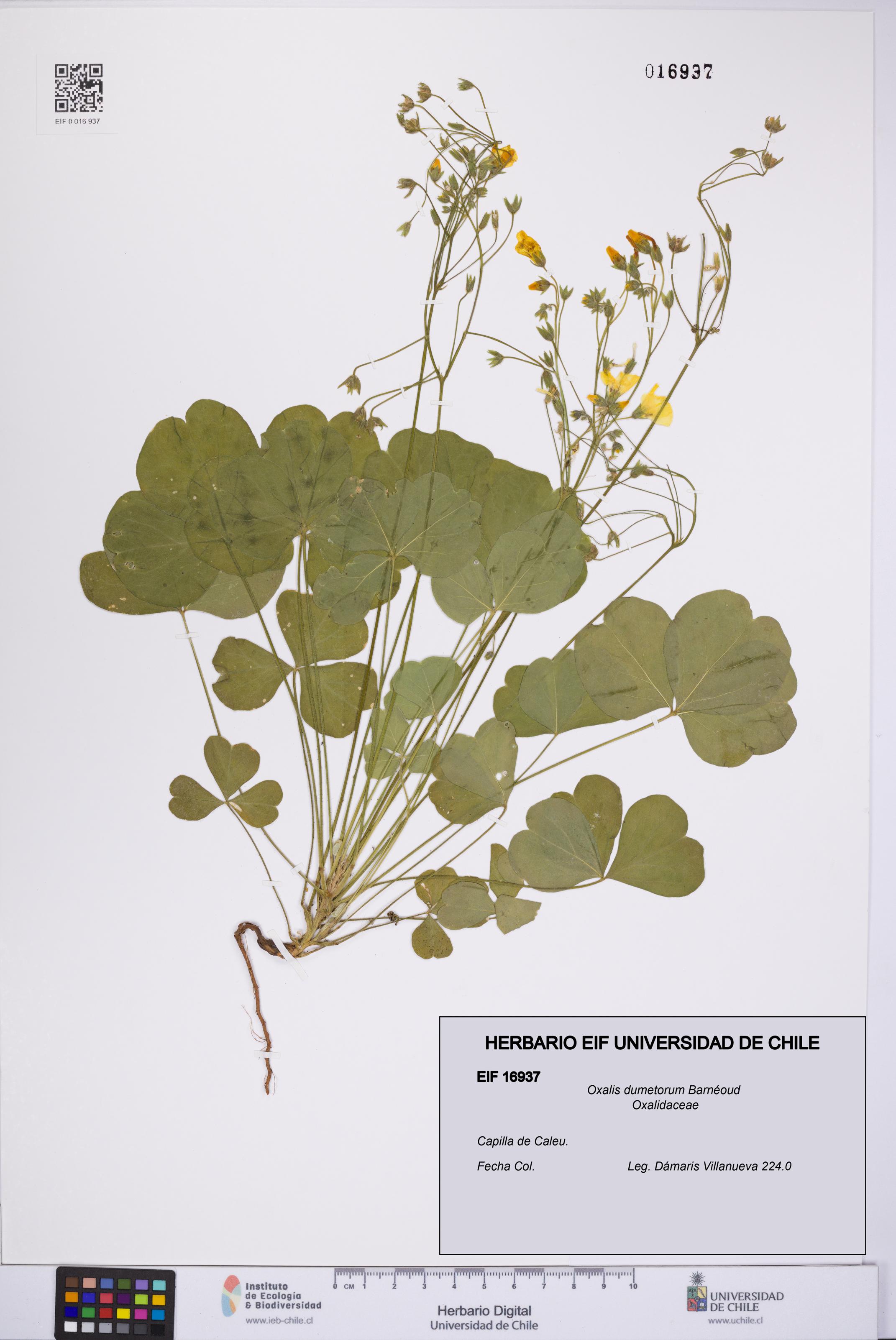 Oxalis dumetorum [Espécimen: UCH:EIF:0016937]