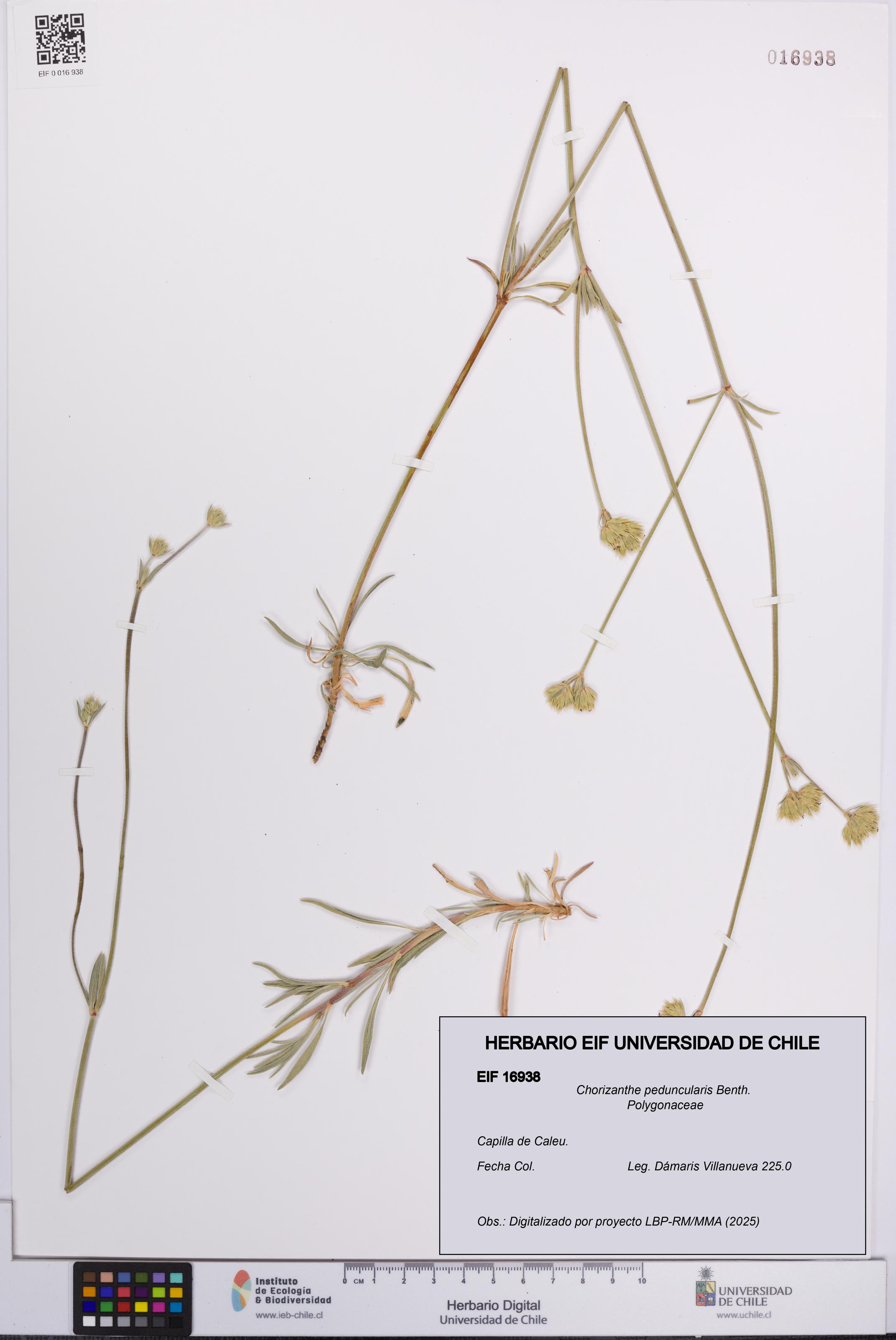 Chorizanthe peduncularis [Espécimen: UCH:EIF:0016938]