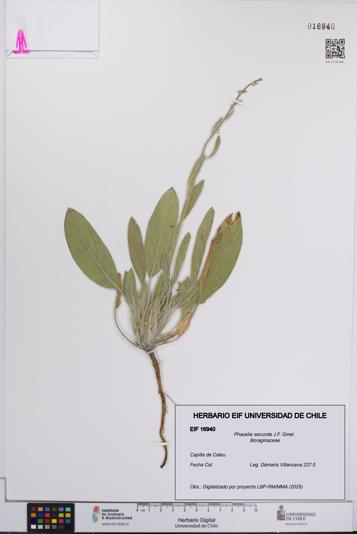 Phacelia secunda [Espécimen: UCH:EIF:0016940]