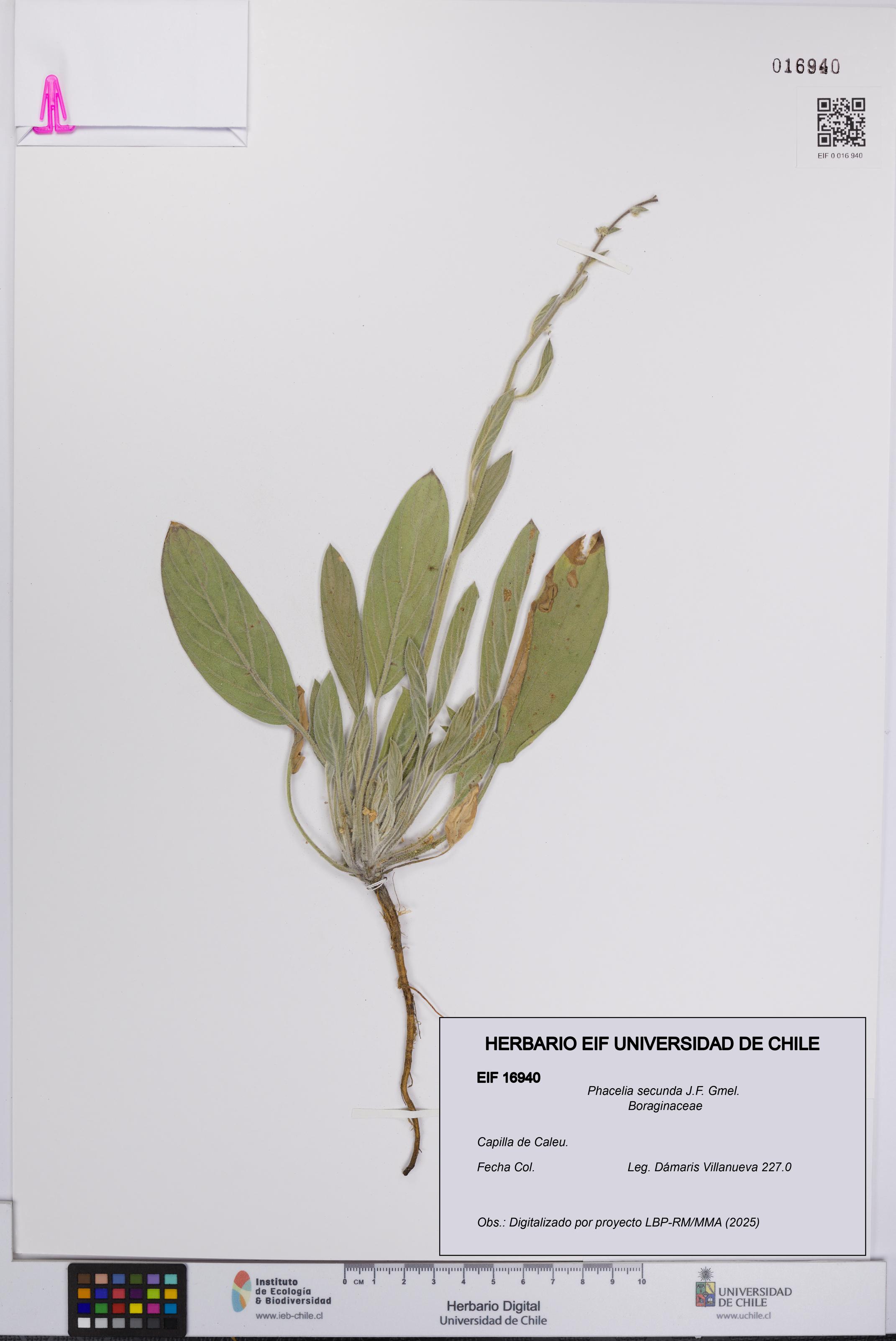 Phacelia secunda [Espécimen: UCH:EIF:0016940]