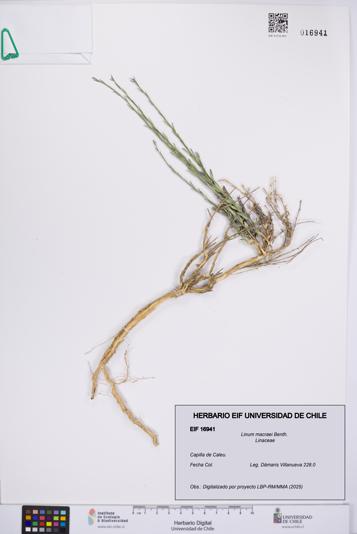 Linum macraei [Espécimen: UCH:EIF:0016941]