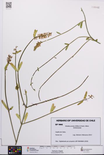 Diostea juncea [Espécimen: UCH:EIF:0016942]