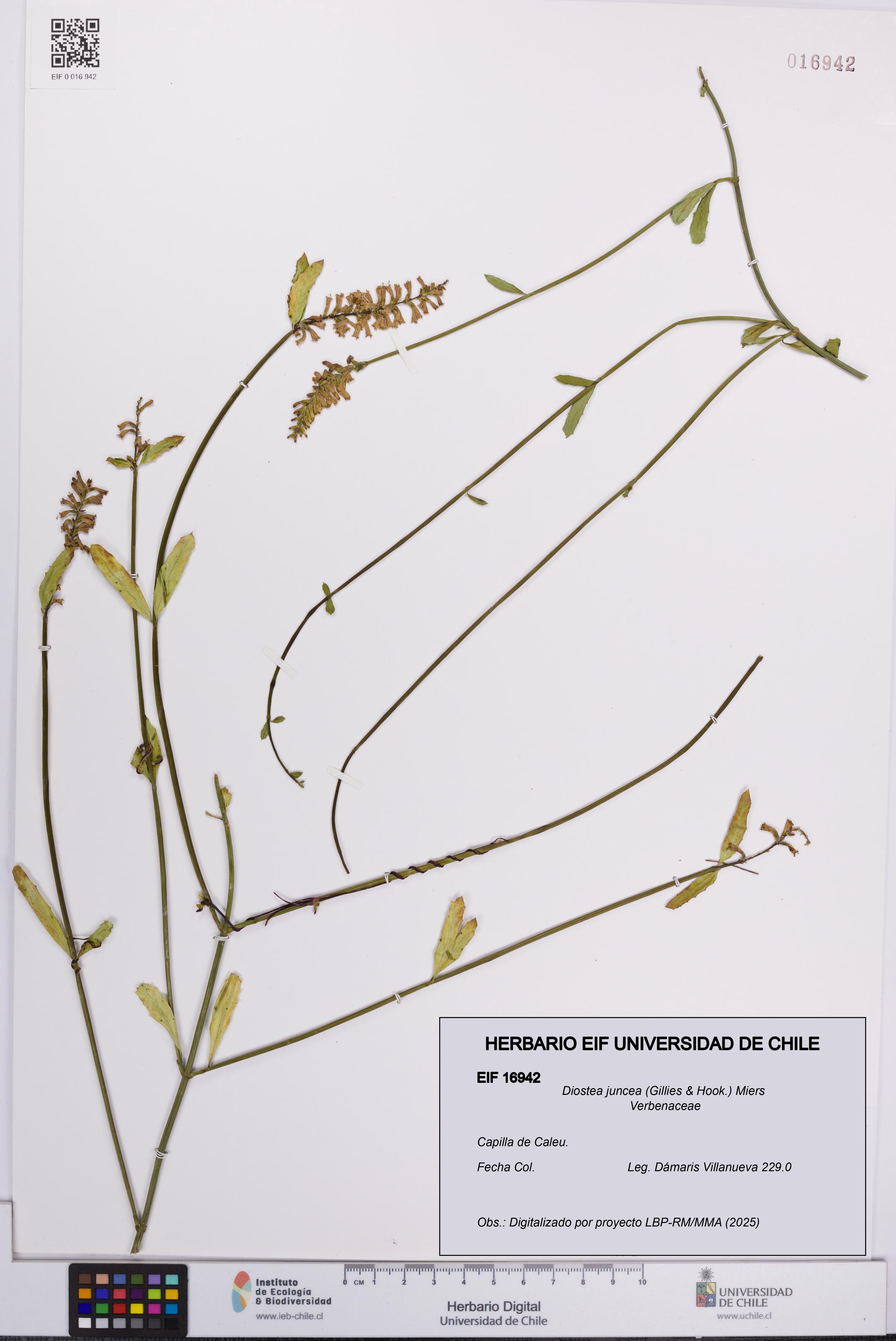 Diostea juncea [Espécimen: UCH:EIF:0016942]
