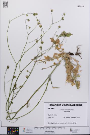 Leucheria hieracioides [Espécimen: UCH:EIF:0016943]