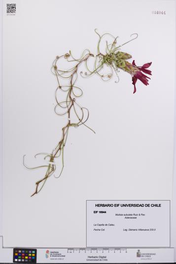 Mutisia subulata [Espécimen: UCH:EIF:0016944]