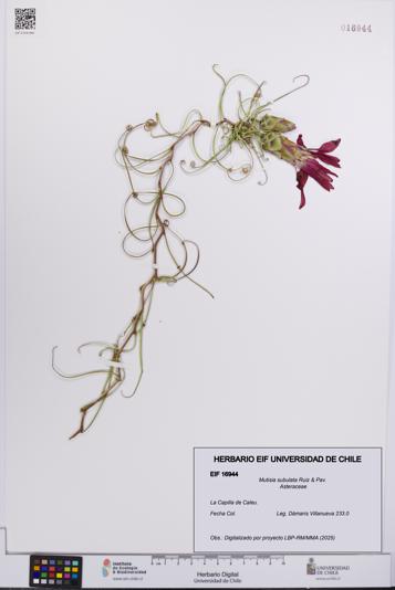 Mutisia subulata [Espécimen: UCH:EIF:0016944]