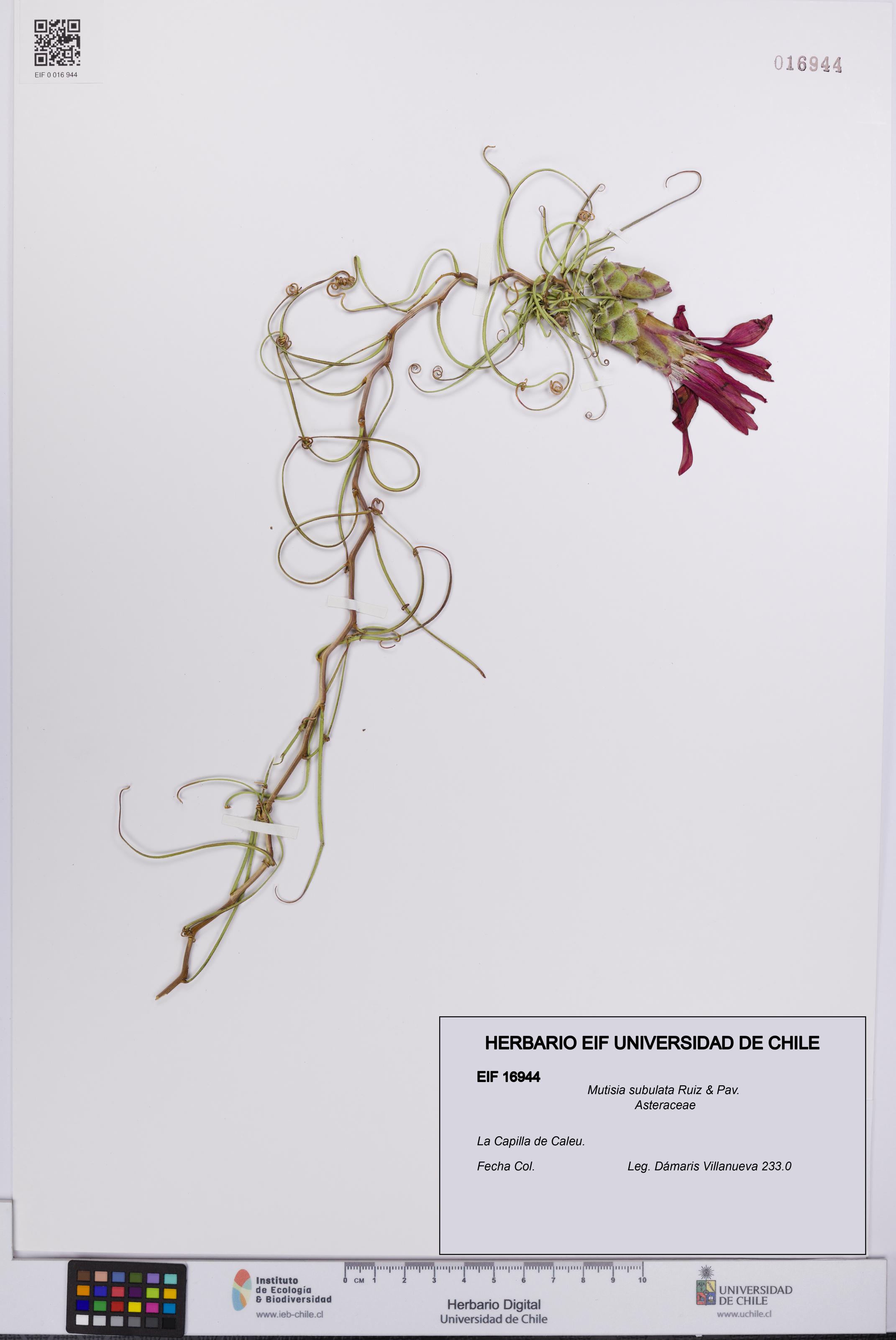 Mutisia subulata [Espécimen: UCH:EIF:0016944]