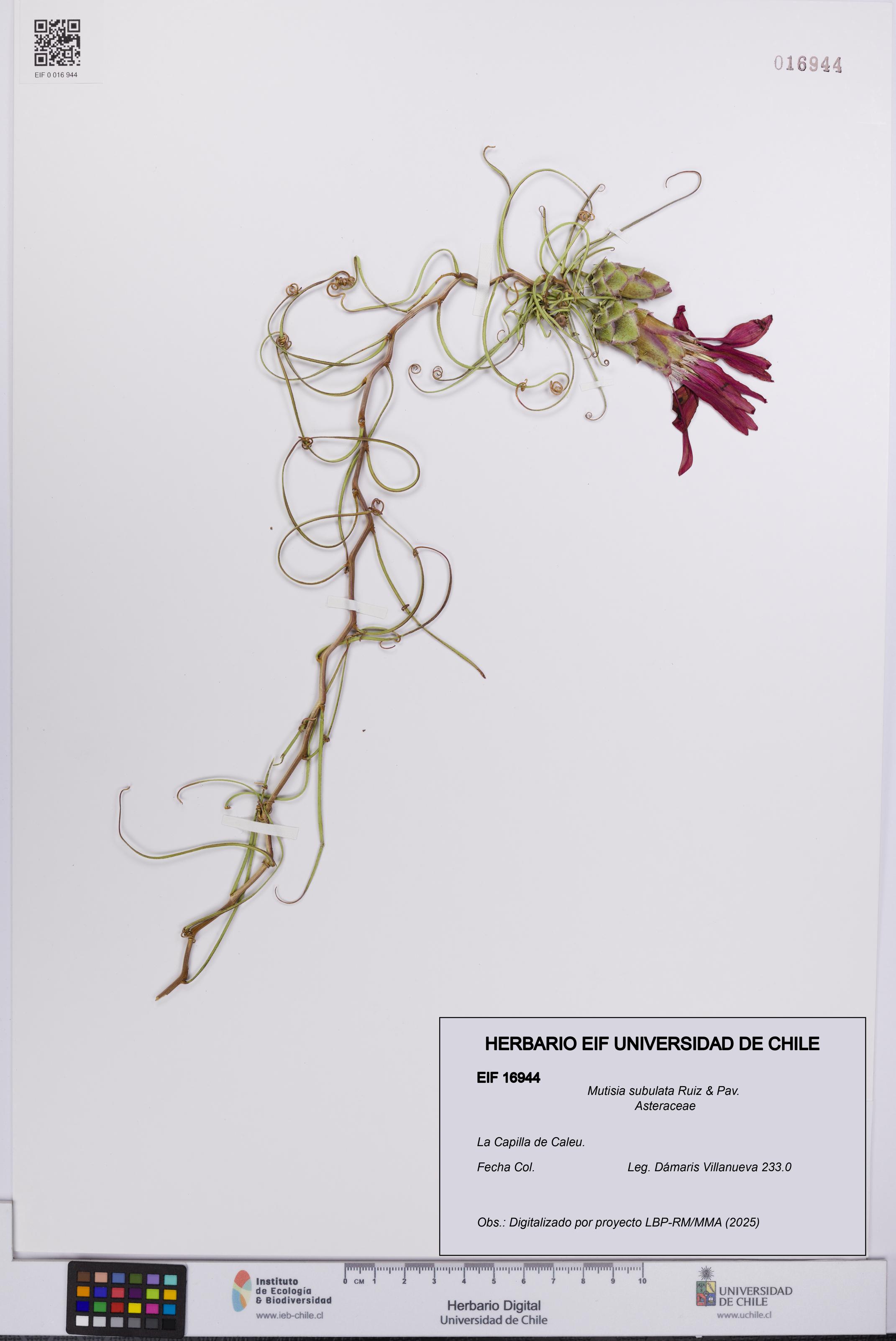 Mutisia subulata [Espécimen: UCH:EIF:0016944]