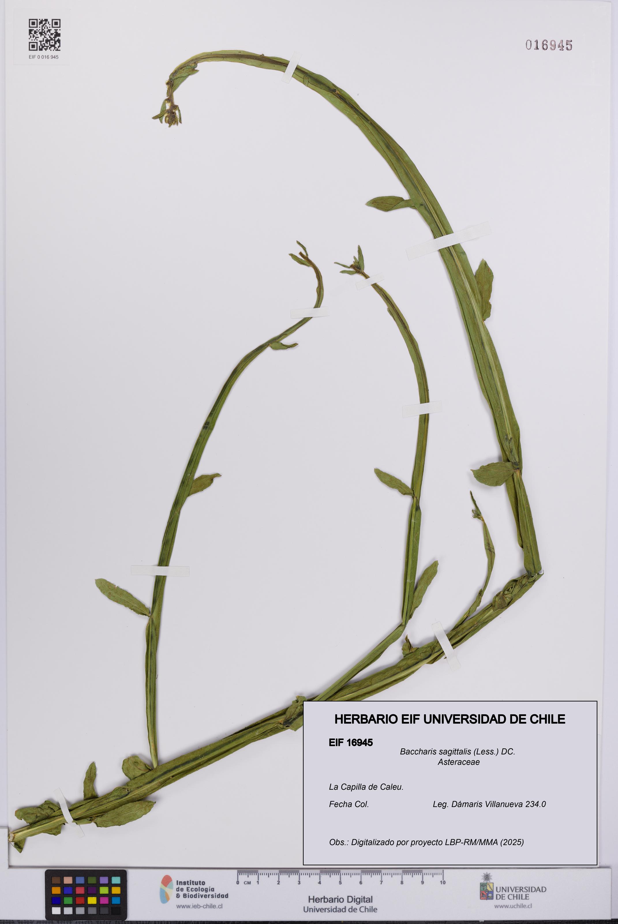 Baccharis sagittalis [Espécimen: UCH:EIF:0016945]