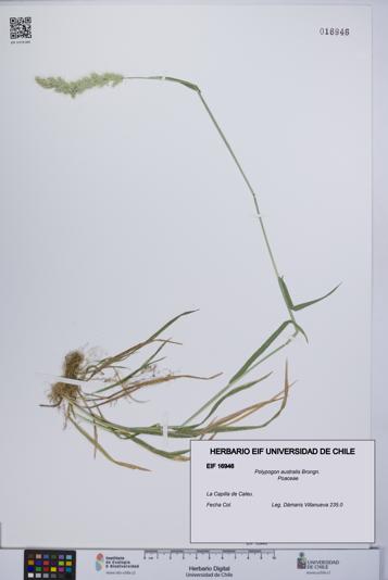 Polypogon australis [Espécimen: UCH:EIF:0016946]