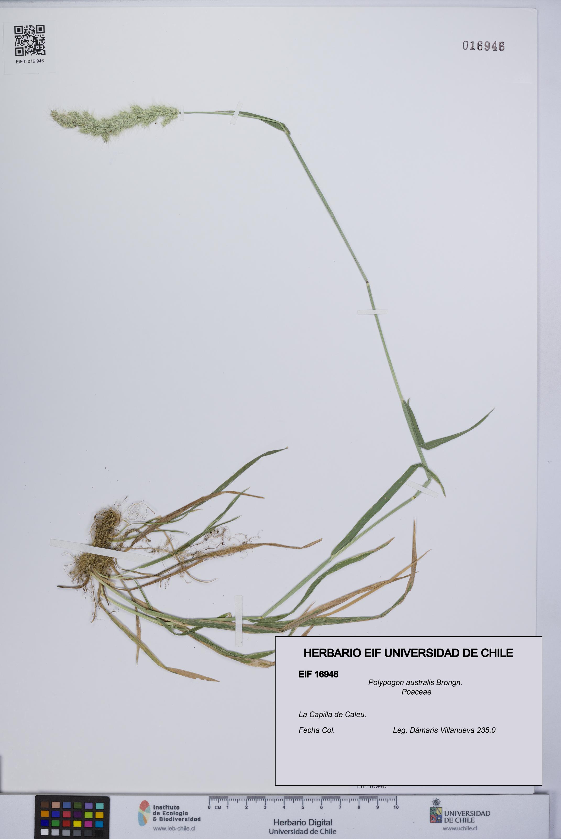 Polypogon australis [Espécimen: UCH:EIF:0016946]