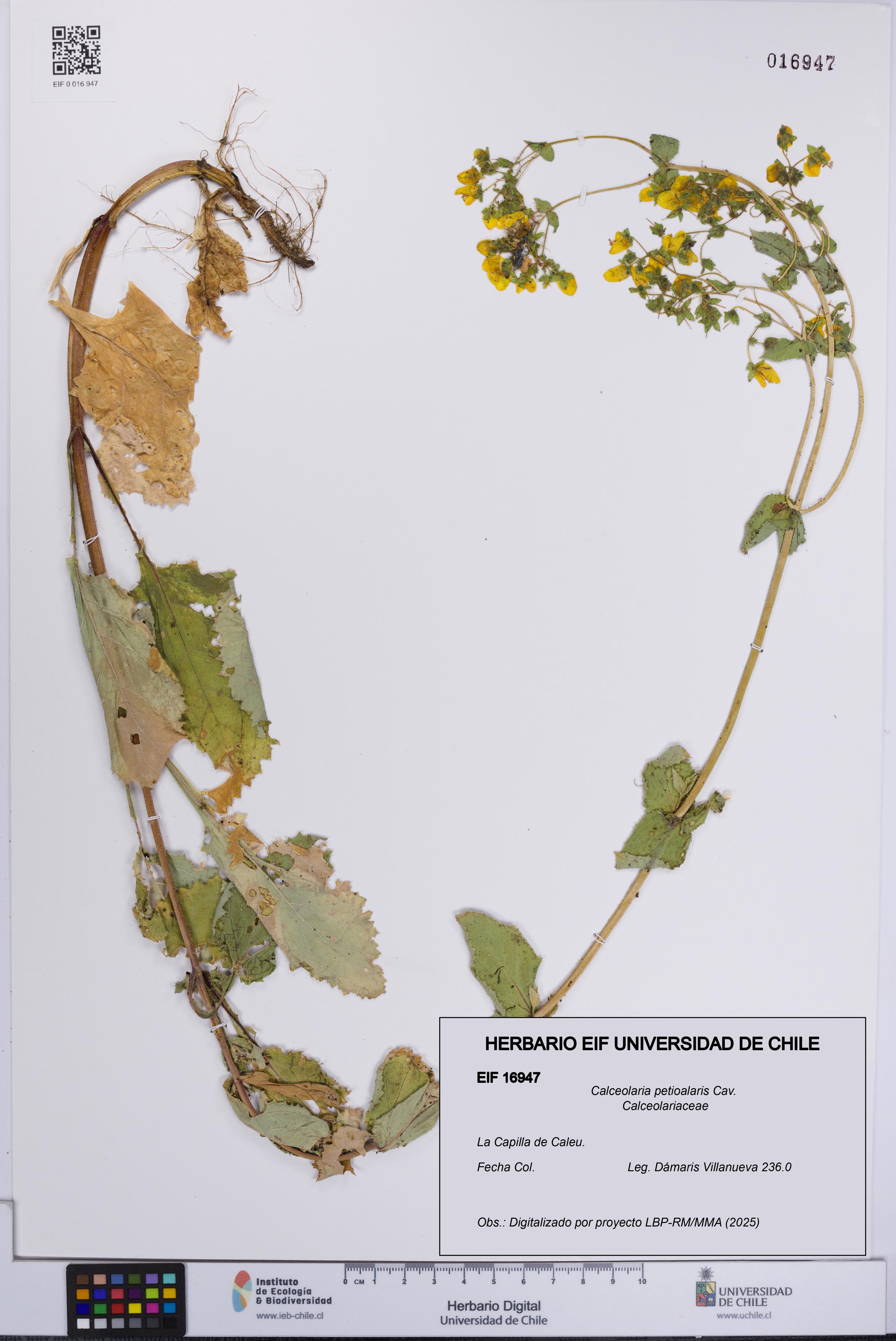 Calceolaria petioalaris [Espécimen: UCH:EIF:0016947]