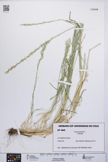 Lolium perenne [Espécimen: UCH:EIF:0016948]