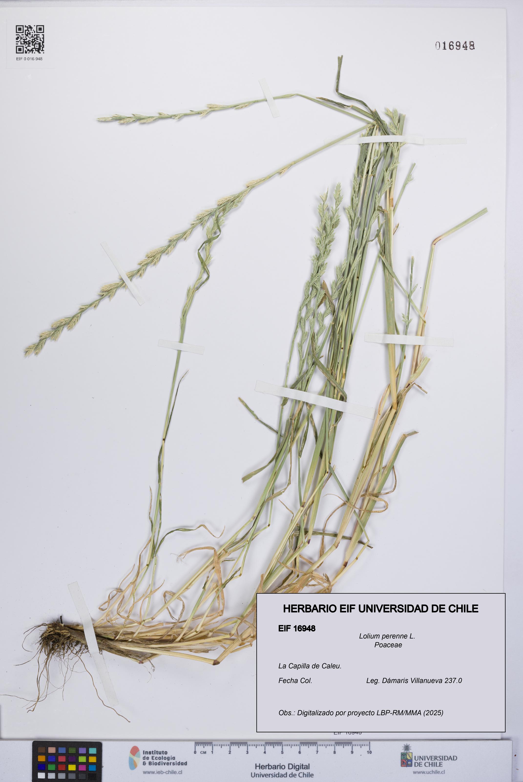Lolium perenne [Espécimen: UCH:EIF:0016948]