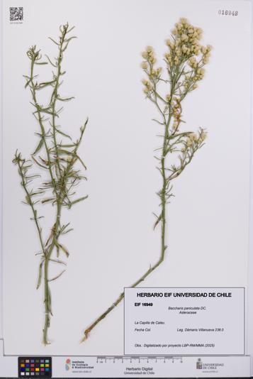 Baccharis paniculata [Espécimen: UCH:EIF:0016949]