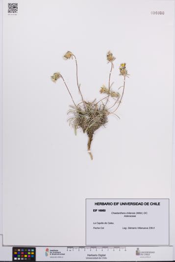 Chaetanthera chilensis [Espécimen: UCH:EIF:0016950]