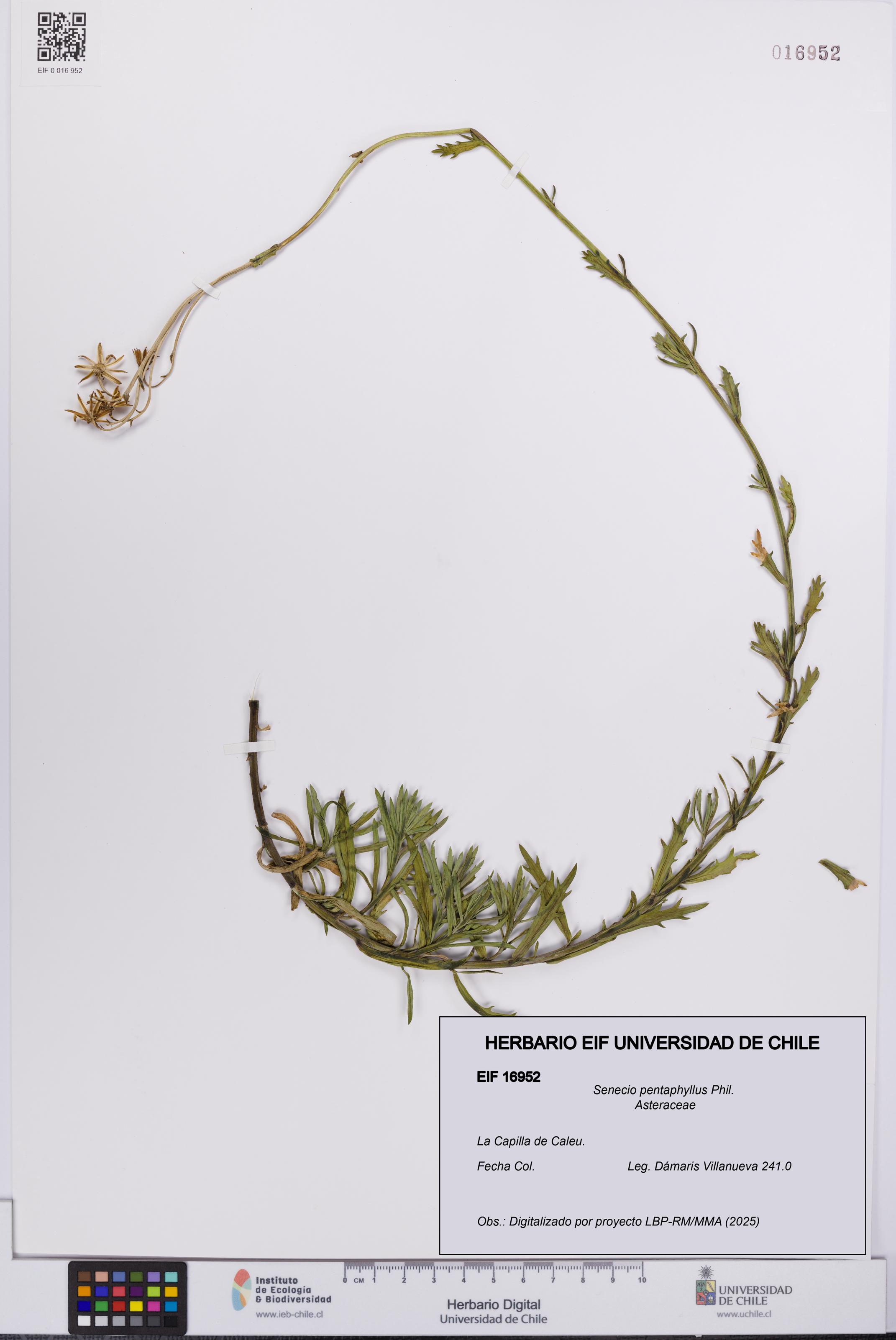 Senecio pentaphyllus [Espécimen: UCH:EIF:0016952]
