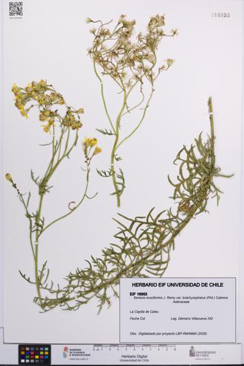 Senecio eruciformis var. brachycephalus [Espécimen: UCH:EIF:0016953]