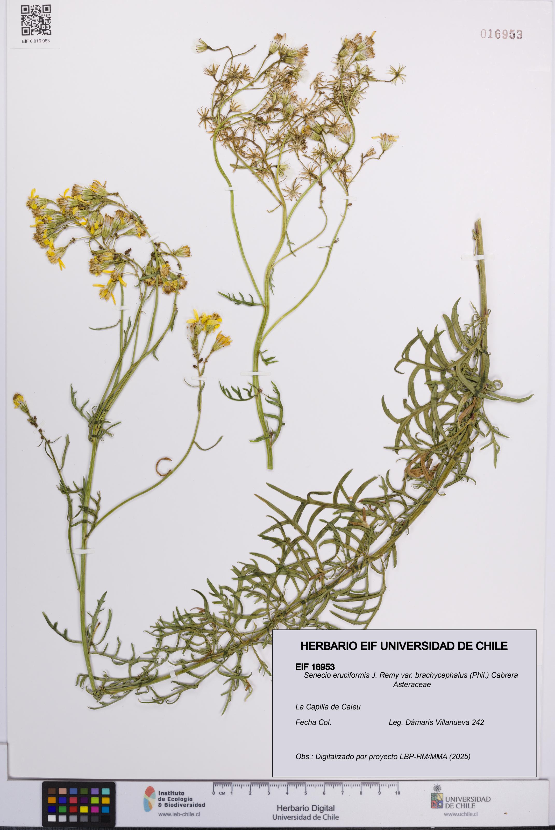 Senecio eruciformis var. brachycephalus [Espécimen: UCH:EIF:0016953]