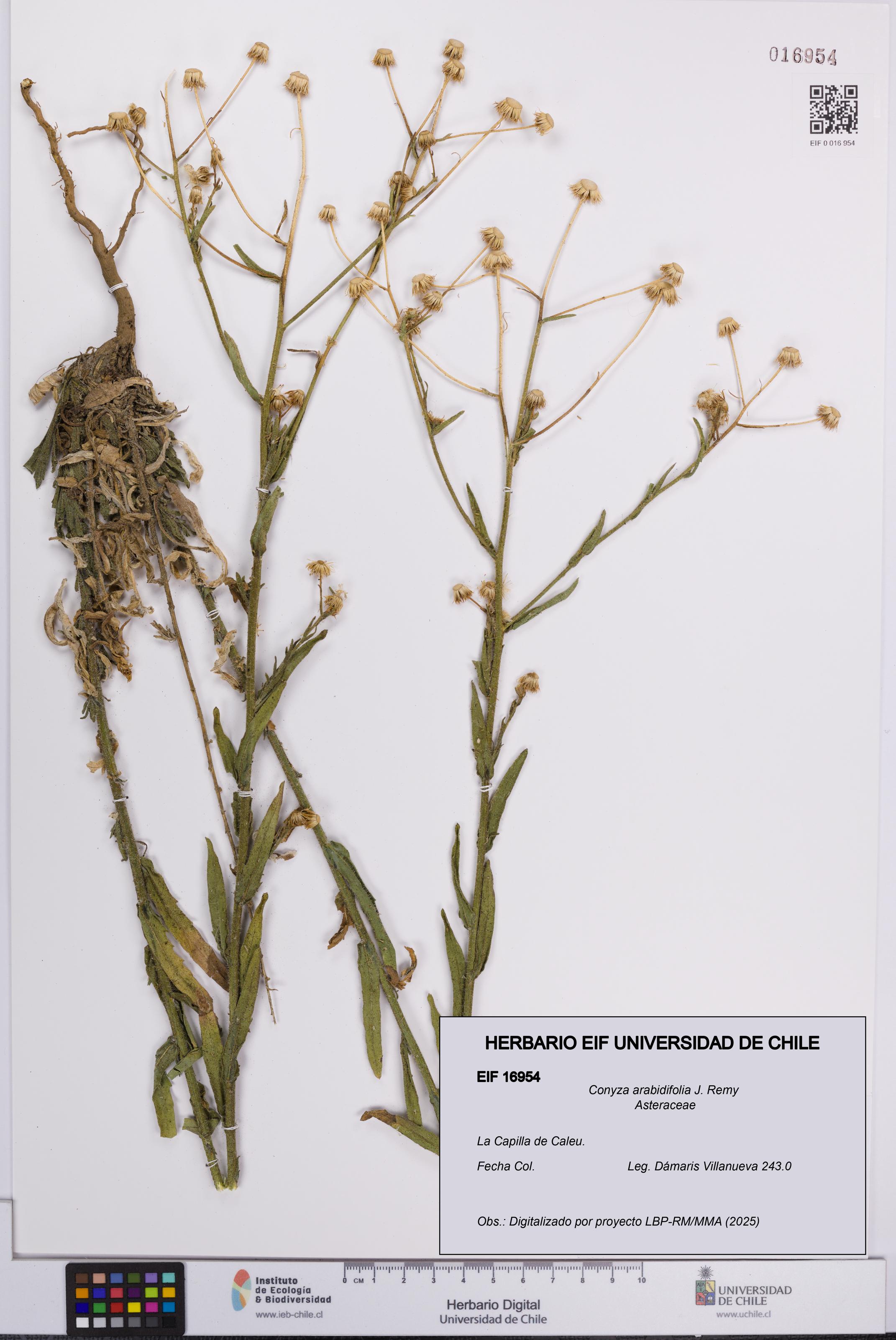 Conyza arabidifolia [Espécimen: UCH:EIF:0016954]