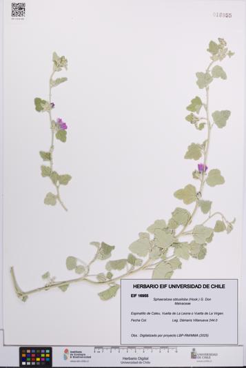 Sphaeralcea obtusiloba [Espécimen: UCH:EIF:0016955]