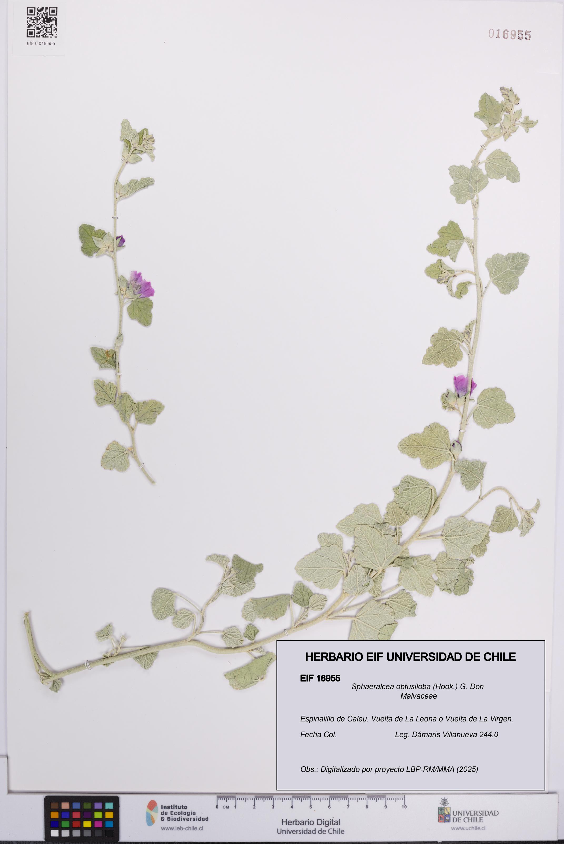 Sphaeralcea obtusiloba [Espécimen: UCH:EIF:0016955]
