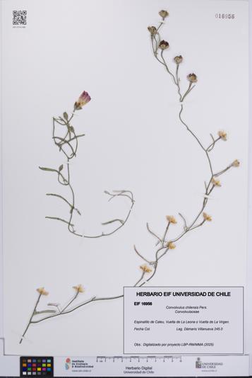 Convolvulus chilensis [Espécimen: UCH:EIF:0016956]
