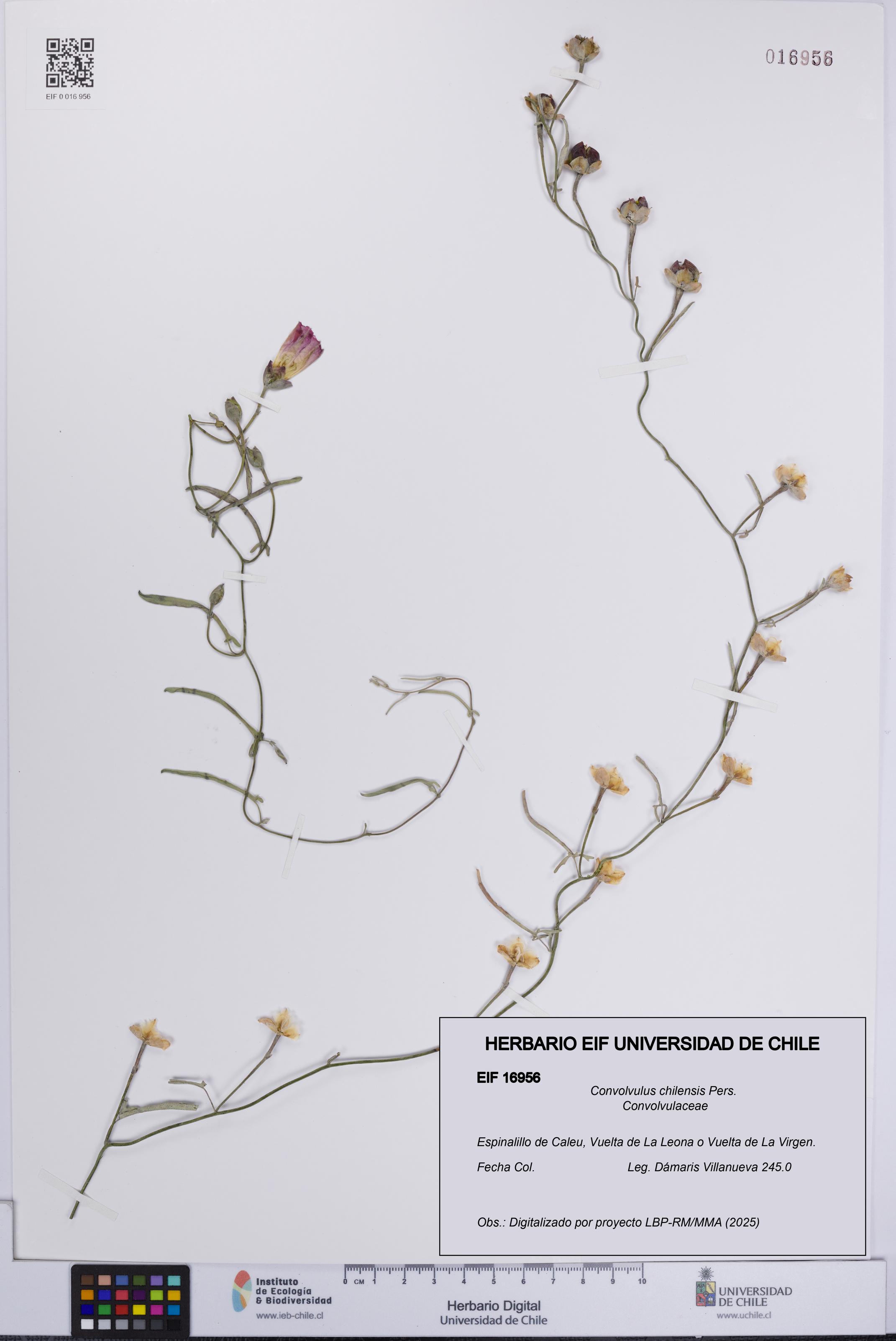 Convolvulus chilensis [Espécimen: UCH:EIF:0016956]