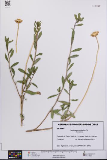 Haplopappus uncinatus [Espécimen: UCH:EIF:0016957]