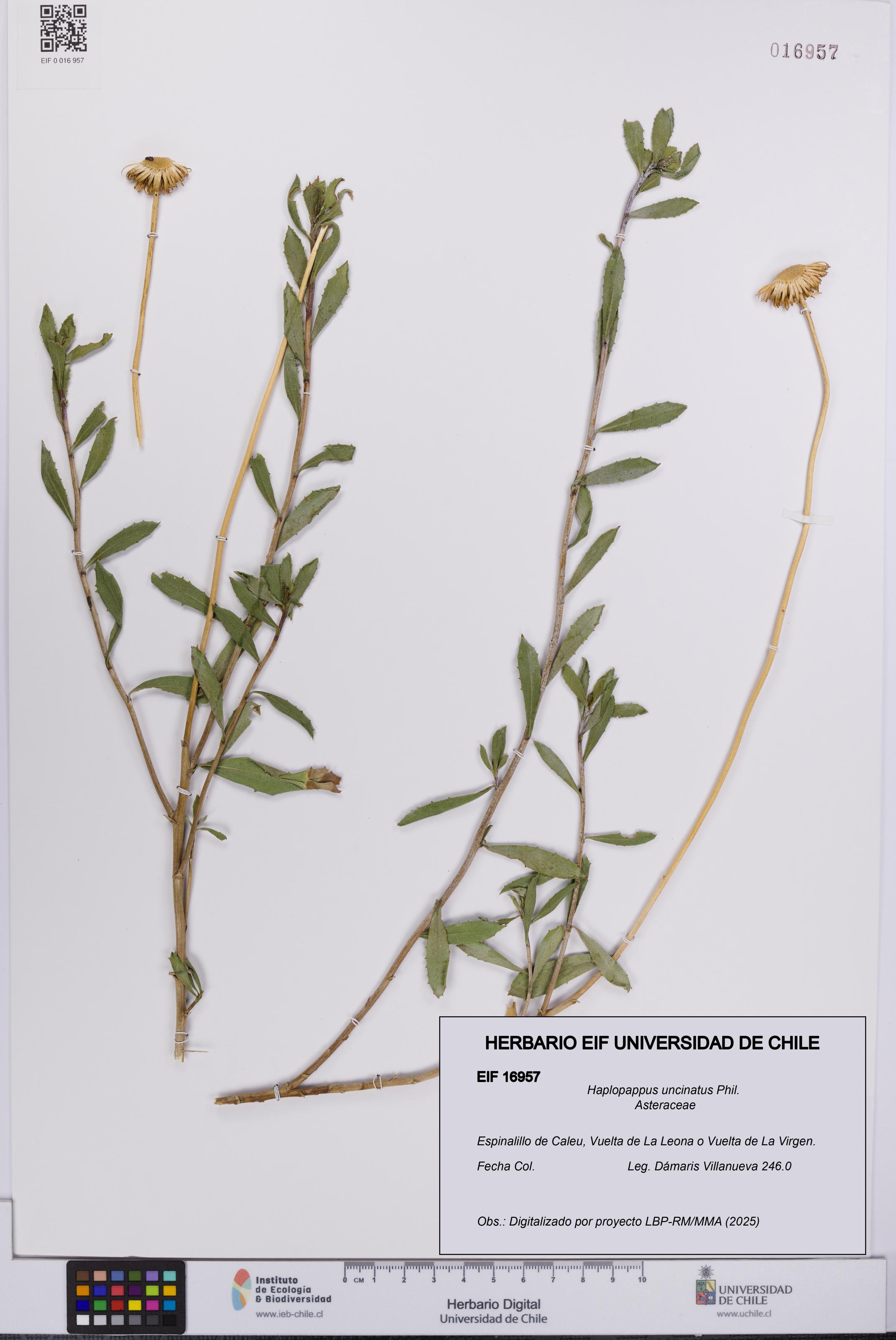 Haplopappus uncinatus [Espécimen: UCH:EIF:0016957]