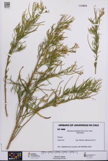 Baccharis salicifolia [Espécimen: UCH:EIF:0016958]