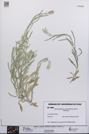 Pseudognaphalium viravira [Espécimen: UCH:EIF:0016959]