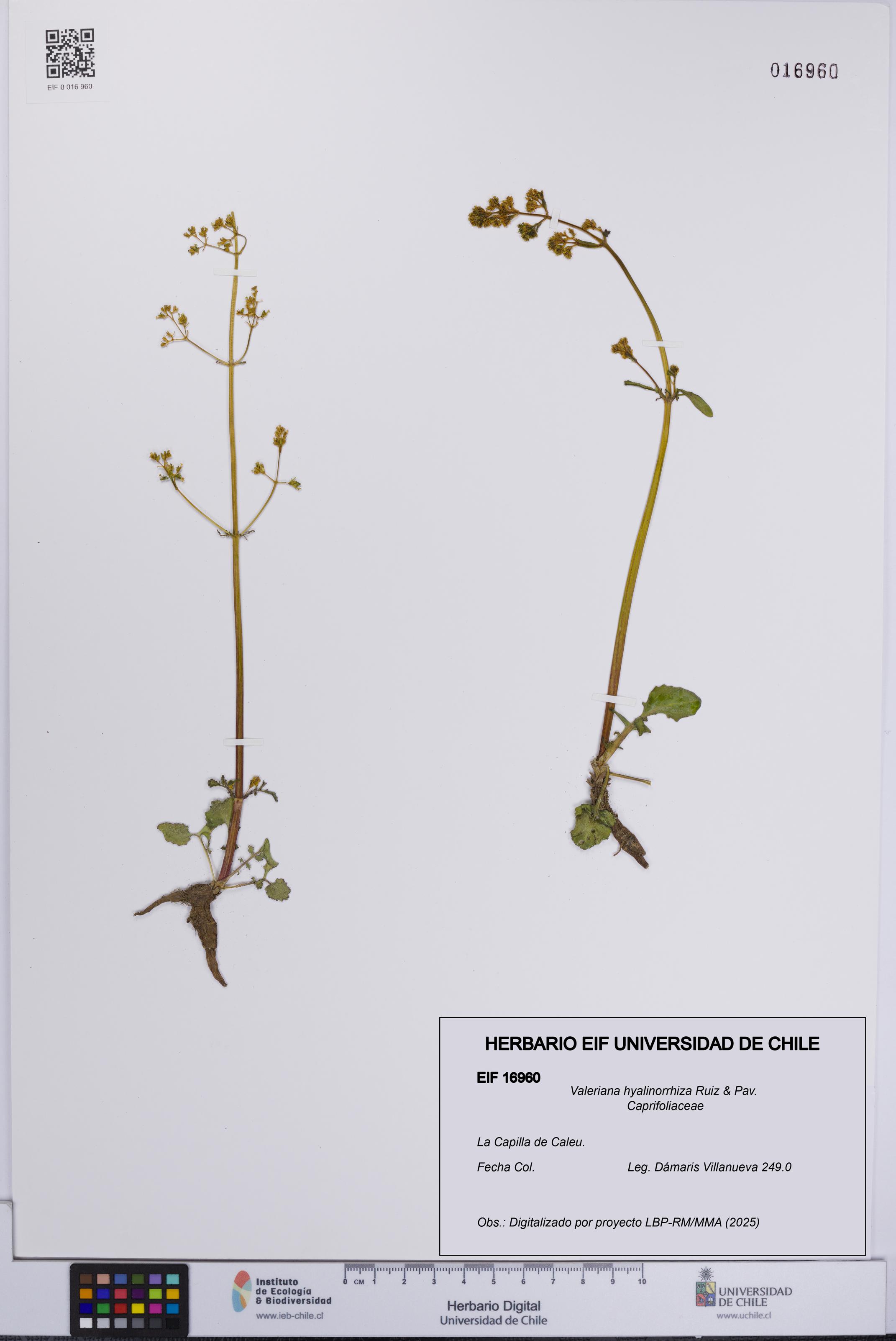 Valeriana hyalinorrhiza [Espécimen: UCH:EIF:0016960]