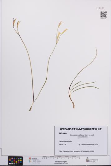Leucocoryne alliacea [Espécimen: UCH:EIF:0016961]