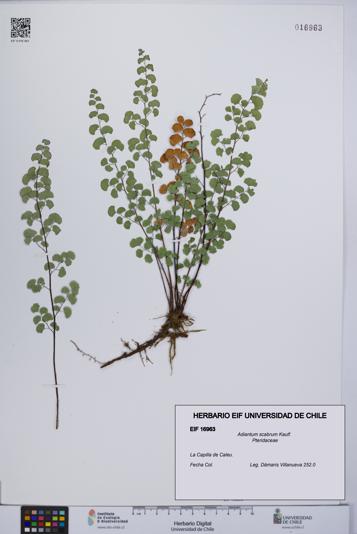 Adiantum scabrum [Espécimen: UCH:EIF:0016963]
