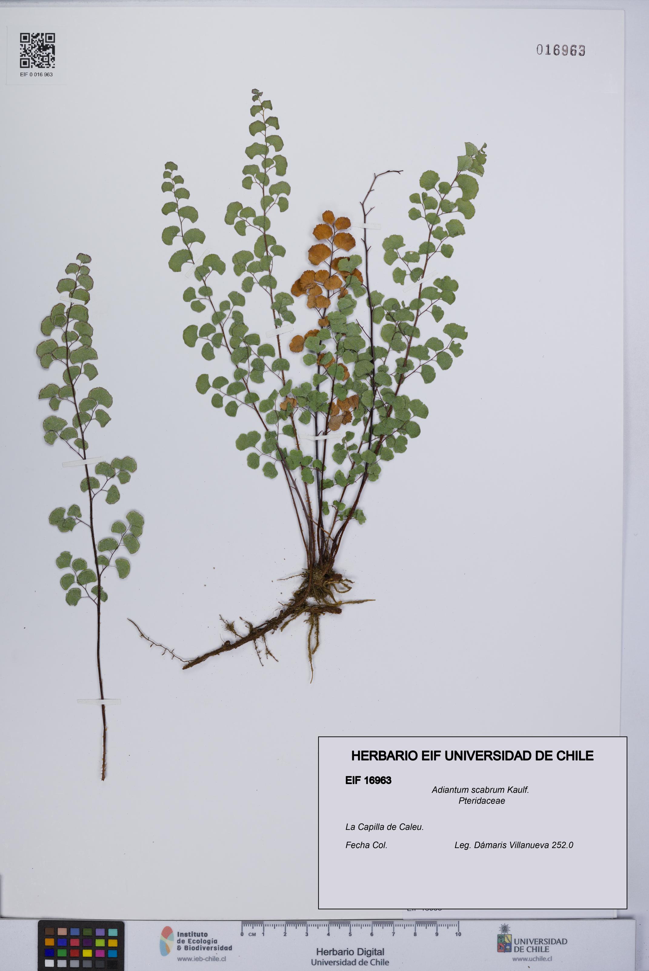 Adiantum scabrum [Espécimen: UCH:EIF:0016963]