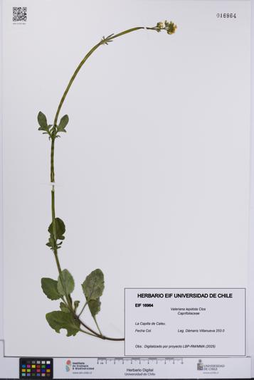 Valeriana lepidota [Espécimen: UCH:EIF:0016964]